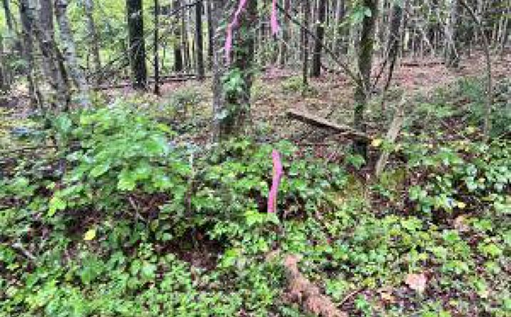 Pictures of Land property located at Prigmore Ridge Rd, Decatur, TN 37322 for sales - image #1
