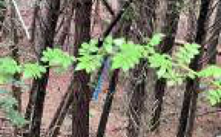 Pictures of Land property located at Lot 5 Willie Promore Rd, Decatur, TN 37322 for sales - image #1