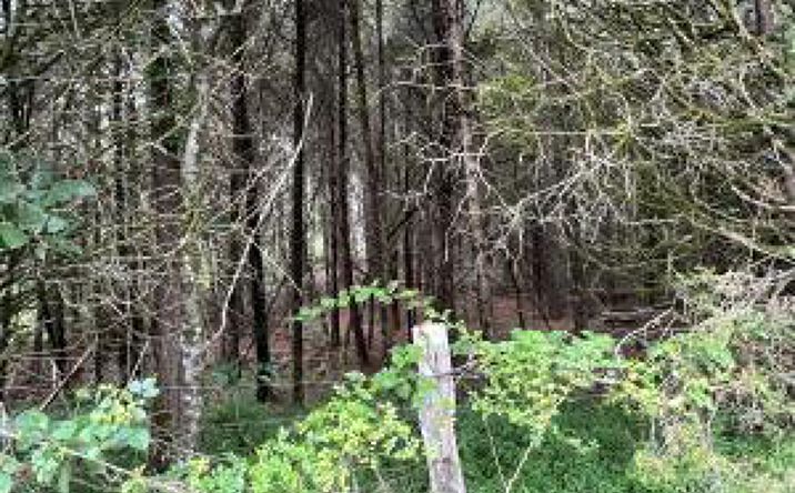Pictures of Land property located at Willie Prigmore Ridge Rd, Decatur, TN 37322 for sales - image #1