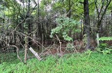 29845207