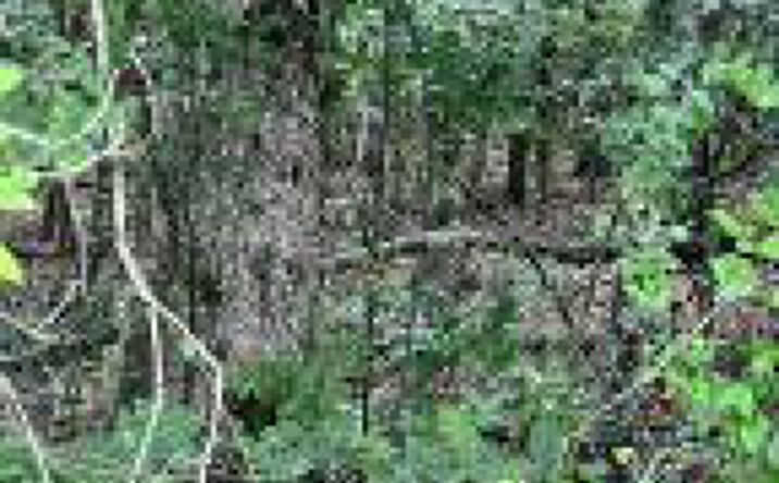 Pictures of Land property located at Willie Prigmore Ridge Rd, Decatur, TN 37322 for sales - image #1