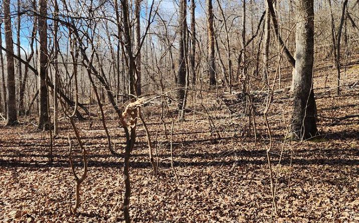 Pictures of Land, Multifamily property located at id 22 Shady Grove Rd, Holladay, TN 38341 for sales - image #1