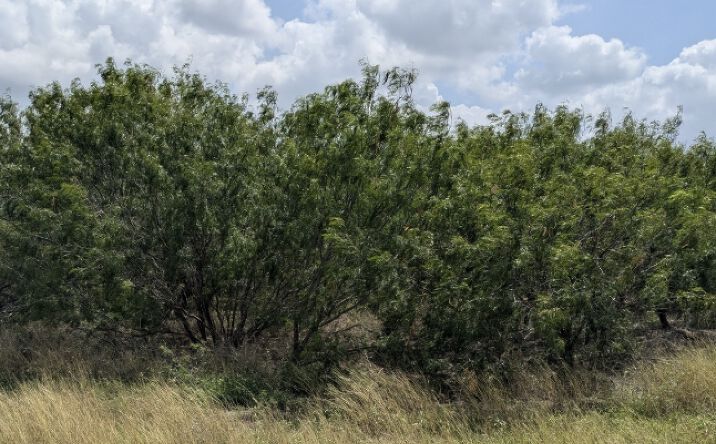 Pictures of Land property located at 3994 Co Rd 36, Robstown, TX 78380 for sales - image #1