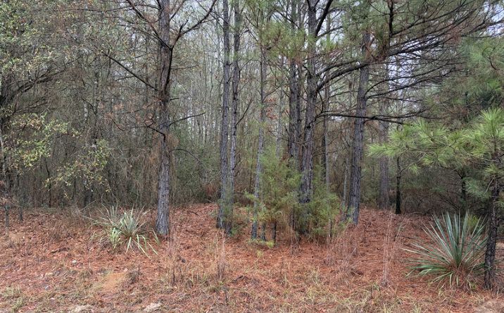 Pictures of Land property located at 1608 County Road 1608, Linden, TX 75563 for sales - image #1