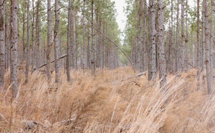 Pictures of Land property located at 2 Bunn Store Rd, Midville, GA 30441 for sales - image #1