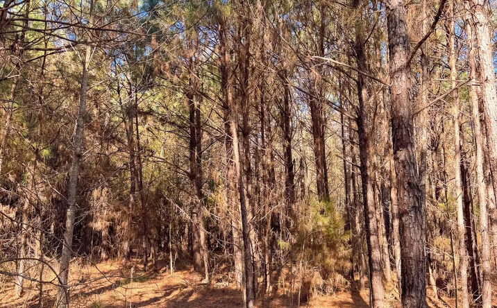 Pictures of Land property located at Norsworthy Rd, Strong, AR 71765 for sales - image #1