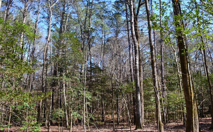 Pictures of Land property located at Mark Wood Rd, Dexter, GA 31019 for sales - image #1