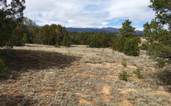 Pictures of Land property located at 15 Manzano Loop, Tijeras, NM 87059 for sales - image #1