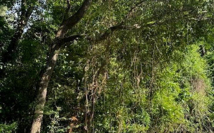 Pictures of Land property located at 605 Main Street, Moncks Corner, SC 29461 for sales - image #1