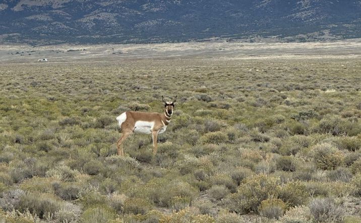 Pictures of Land property located at SEC 29 TWP 40N RGE 69E MDB&M NV Parcel, Montello, NV 89830 for sales - image #1