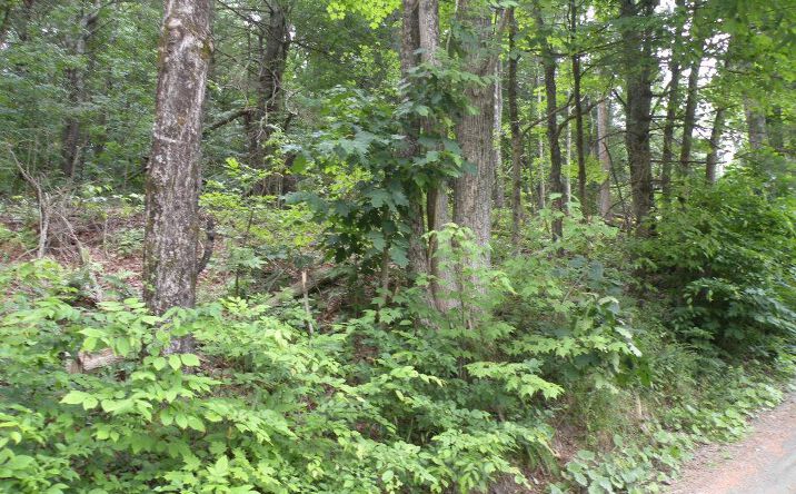 Pictures of Land property located at Frenchs Hill Road, New Lebanon, NY 12125 for sales - image #1