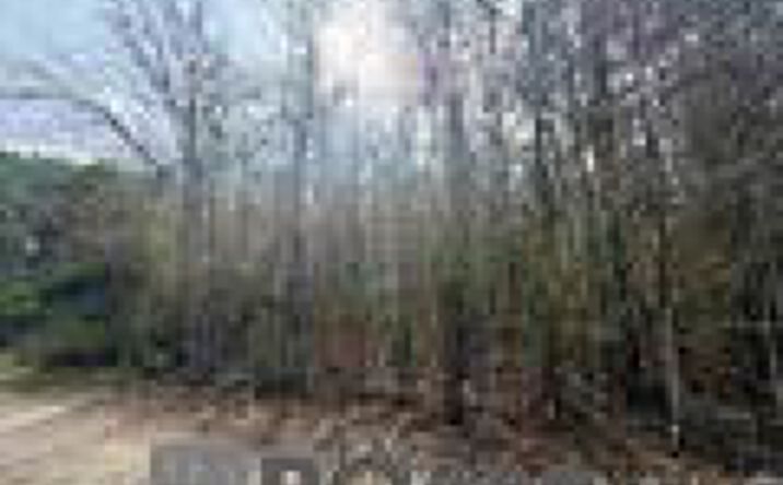 Pictures of Land property located at LA Hwy 1036, Holden, LA 70744 for sales - image #1