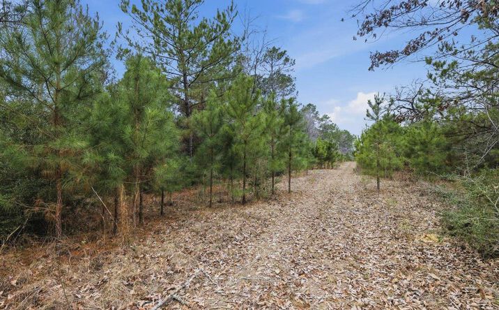 Pictures of Land property located at 1365 Mouth Of The Creek Road, Merryville, LA 70653 for sales - image #1