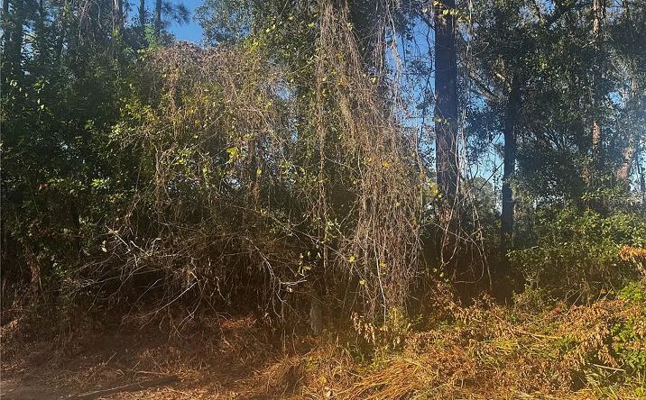Pictures of Land property located at 9-20 Anno St, Tampa, FL 33625 for sales - image #1
