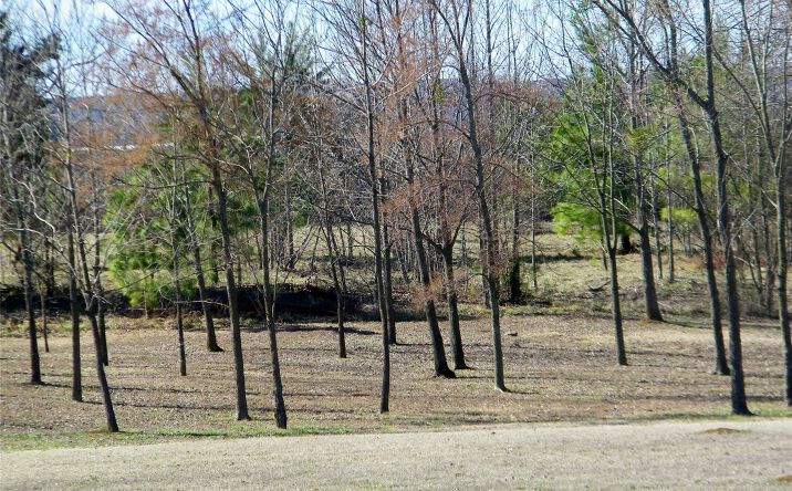 Pictures of Land property located at 4 E Washington Street, Idabel, OK 74745 for sales - image #1