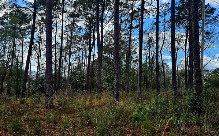 Pictures of Land, Multifamily, Hospitality property located at NHN Hwy 11, Poplarville, MS 39470 for sales - image #1