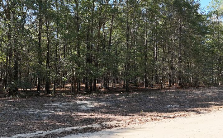 Pictures of Land, Special Purpose property located at 1163 Edisto Street, Summerton, SC 29148 for sales - image #1