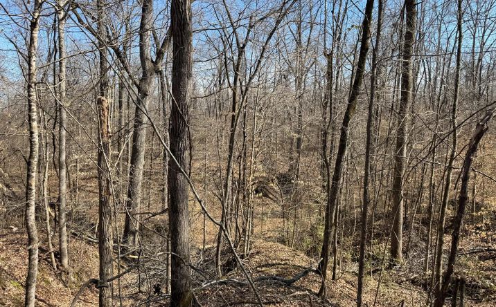 Pictures of Land property located at Kimbrough Road, Lexington, MS 39095 for sales - image #1
