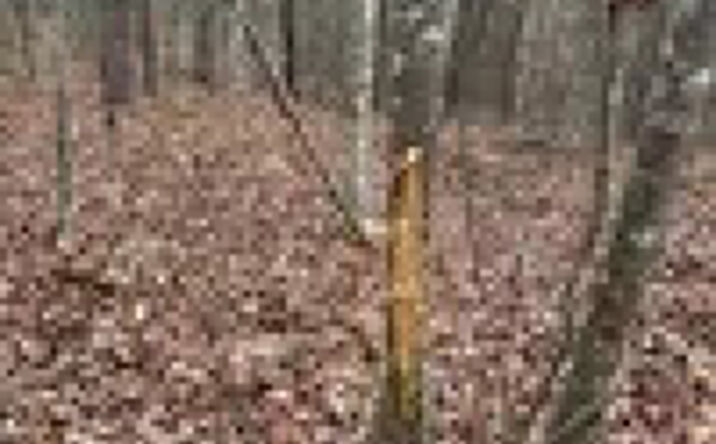 Pictures of Land property located at 273 Co Rd 958, Tishomingo, MS 38873 for sales - image #1