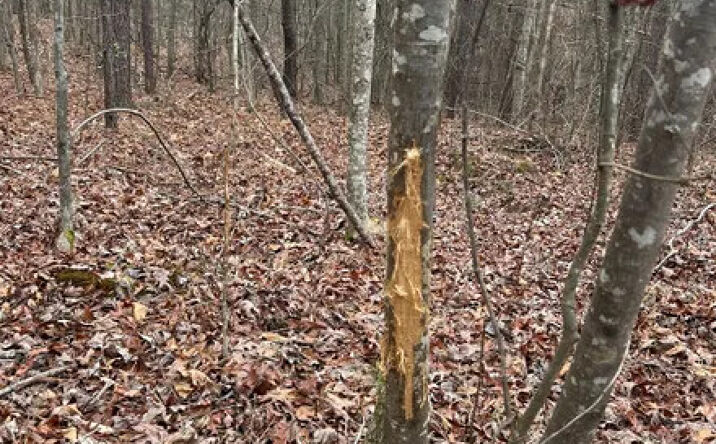 Pictures of Land property located at 273 Co Rd 958, Tishomingo, MS 38873 for sales - image #1