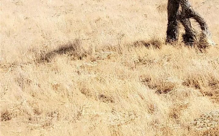 Pictures of Land property located at W 40th, Lancaster, CA 93534 for sales - image #1
