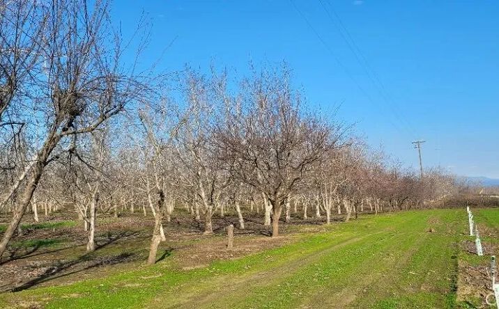 Pictures of Land property located at River Road, Chico, CA 95973 for sales - image #1