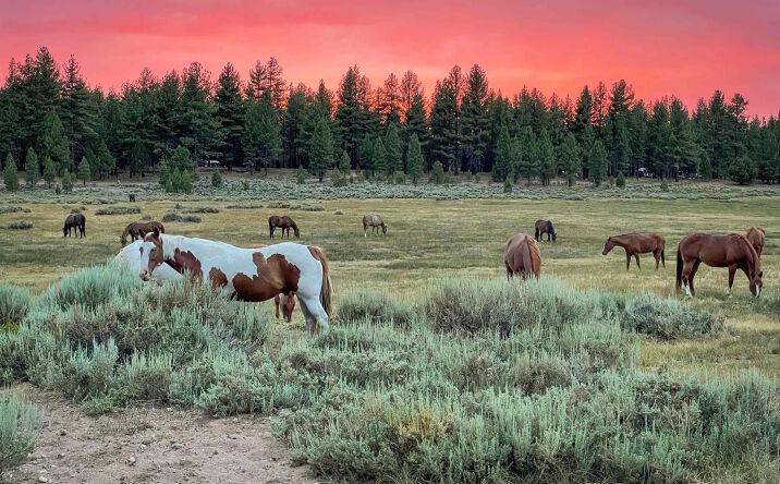 Pictures of Land, Special Purpose property located at 34300 Holcomb Valley Road Unit Multiple, Fawnskin, CA 92333 for sales - image #1