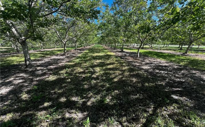 Pictures of Land property located at 4180 County 203, Hamilton City, CA 95951 for sales - image #1