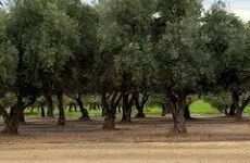 30772045