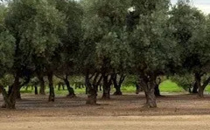 Pictures of Land property located at Kibby, Merced, CA 95340 for sales - image #1