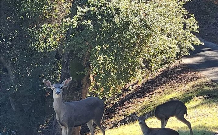 Pictures of Land property located at 2155 San Fernando, Atascadero, CA 93422 for sales - image #1