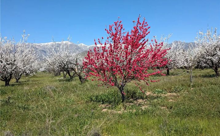 Pictures of Land property located at Pump House, Banning, CA 92220 for sales - image #1
