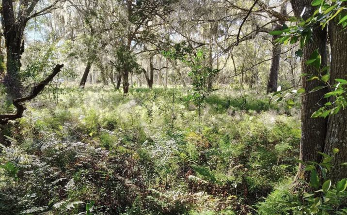 Pictures of Land property located at 432 W Palmetto Ave, Pierson, FL 32180 for sales - image #1