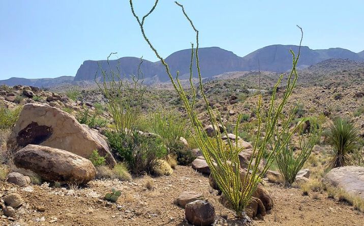 Pictures of Land property located at 184 Black Hill Rd, Terlingua, TX 79852 for sales - image #1
