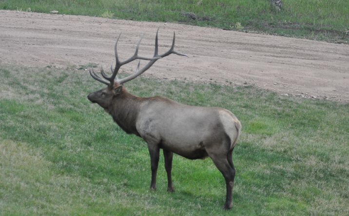 Pictures of Land property located at 13116 S Noka Trail, Pine, CO 80470 for sales - image #1