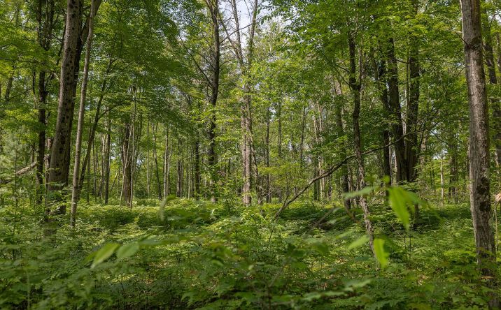 Pictures of Land, Special Purpose property located at V/L 13 Mile Rd. Par D, Bitely, MI 49309 for sales - image #1