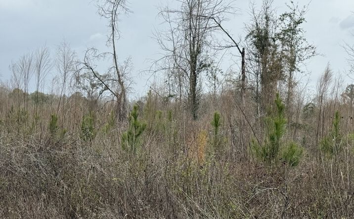 Pictures of Land, Mixed Use property located at Christmas Rd Campbel, Campbellton, FL 32426 for sales - image #1