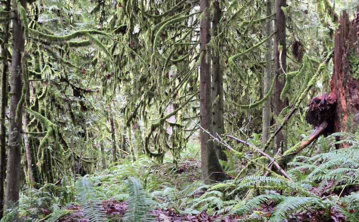 Pictures of Land property located at 185xx 123rd Ave NE, Arlington, WA 98223 for sales - image #1