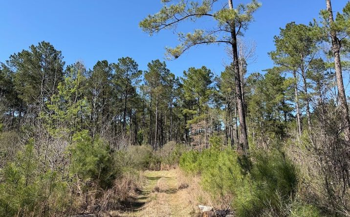 Pictures of Land property located at Attala Rd 4213, Sallis, MS 39160 for sales - image #1