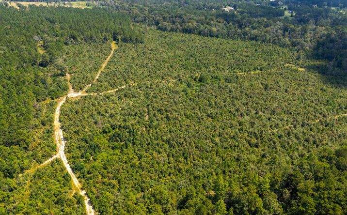 Pictures of Land property located at Paul McMillian Road, DeRidder, LA 70634 for sales - image #1