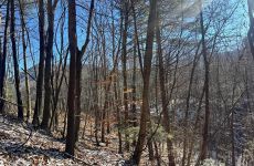 31081519