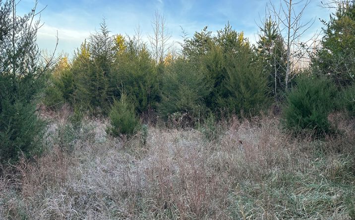 Pictures of Land property located at Herzig Rd, Meherrin, VA 23954 for sales - image #1