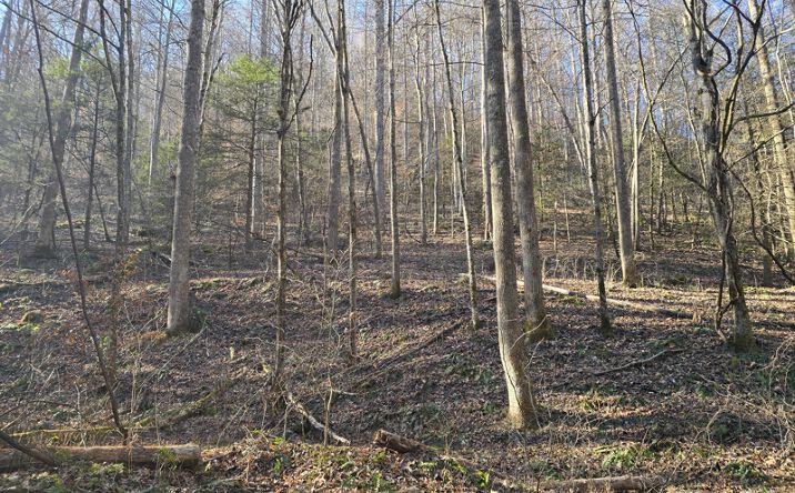 Pictures of Land property located at Frying Pan Rd, Bee, VA 24217 for sales - image #1