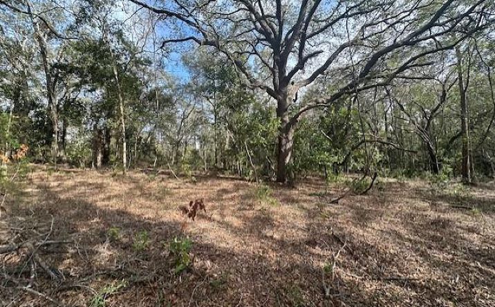 Pictures of Land property located at NW County Road 236, Bell, FL 32619 for sales - image #1