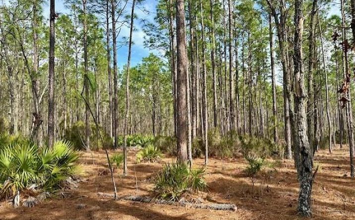 Pictures of Land property located at NW County Road 236, Bell, FL 32619 for sales - image #1