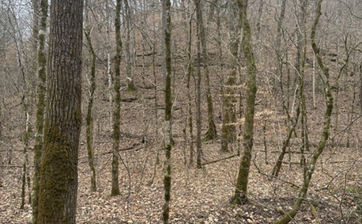 Pictures of Land property located at Otter Creek Rd, Bakerton, KY 42717 for sales - image #1