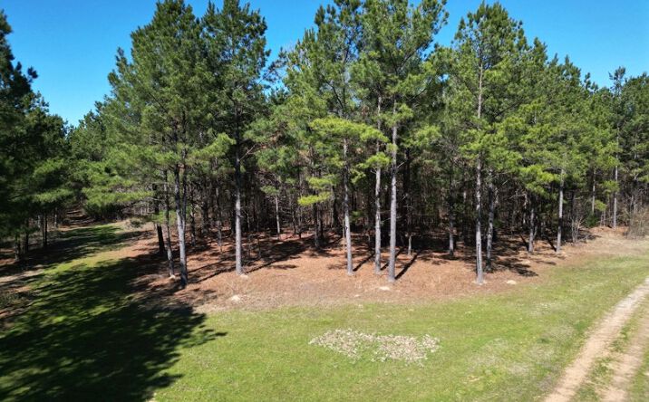 Pictures of Land property located at TBD CR 3888, Queen City, TX 75572 for sales - image #1