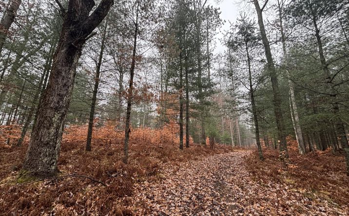 Pictures of Land, Special Purpose property located at 6270 S Woods Trail, Custer, MI 49405 for sales - image #1