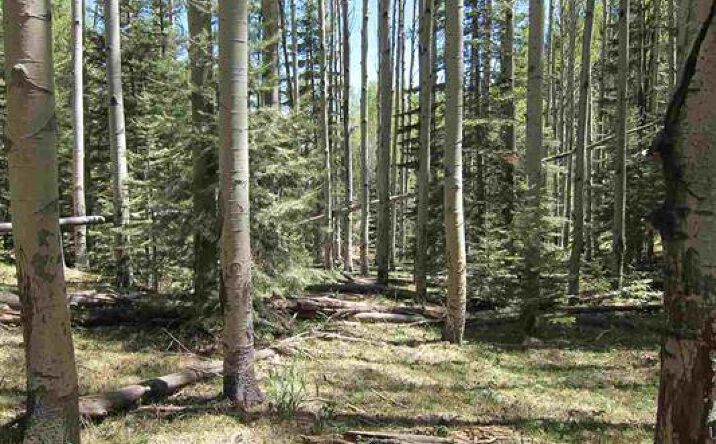 Pictures of Land property located at 142 Ely Ln, Cloudcroft, NM 88317 for sales - image #1