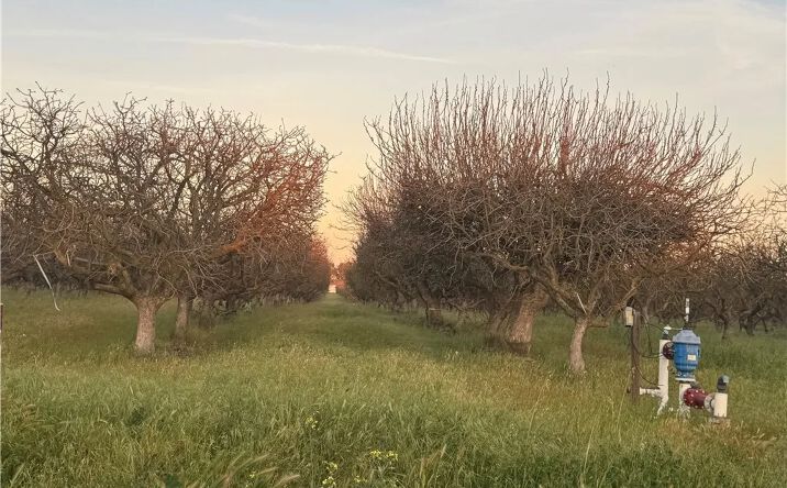 Pictures of Land property located at Road 30, Madera, CA 93638 for sales - image #1